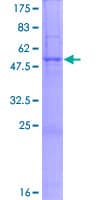 Human TRMU Protein (Recombinant GST)