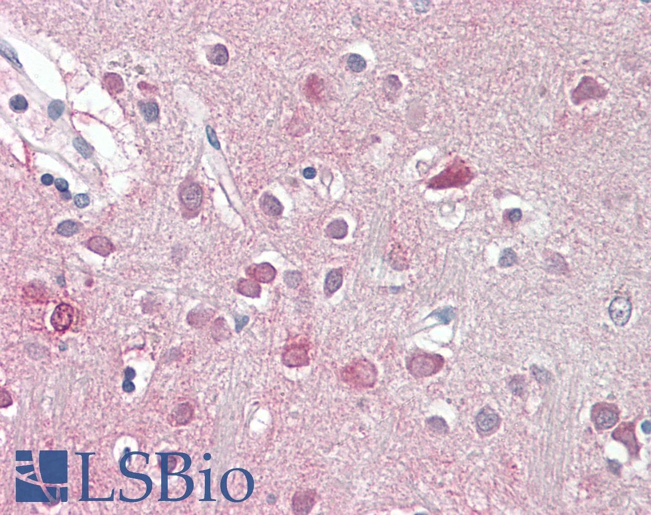 IHC-plus™ Polyclonal Goat anti-Human ORC3L / ORC3 Antibody (aa699-712, IHC, WB)