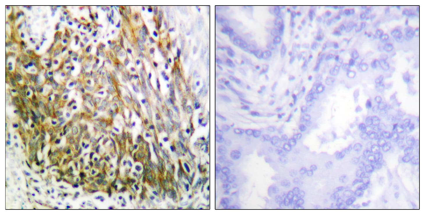 MMP10 Antibody (aa361-410)