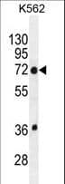 TMEM151B Antibody (aa127-155)