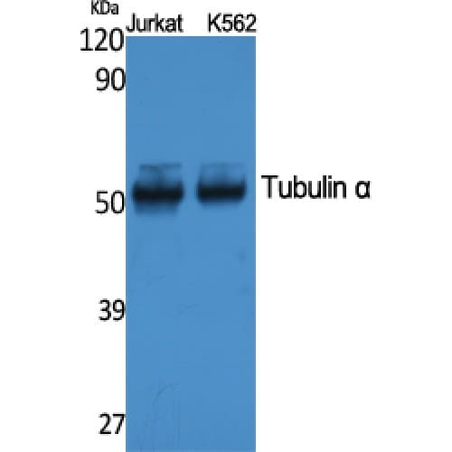 Alpha Tubulin Antibody (C-terminal)