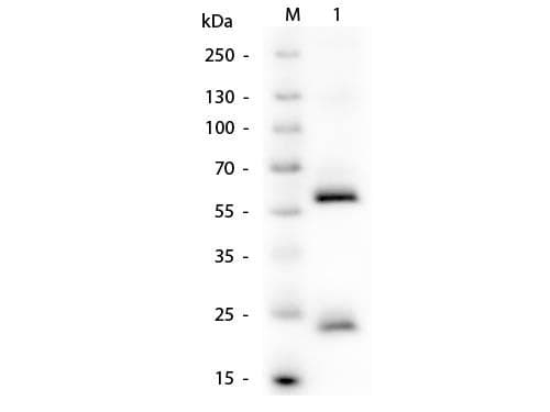 Mouse Anti-Human IgG Secondary Antibody
