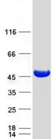 Human MVK Protein (Recombinant Myc-DDK (Flag))