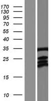 LDB3 / ZASP Protein (Over-Expression Lysate Myc-DDK (Flag))