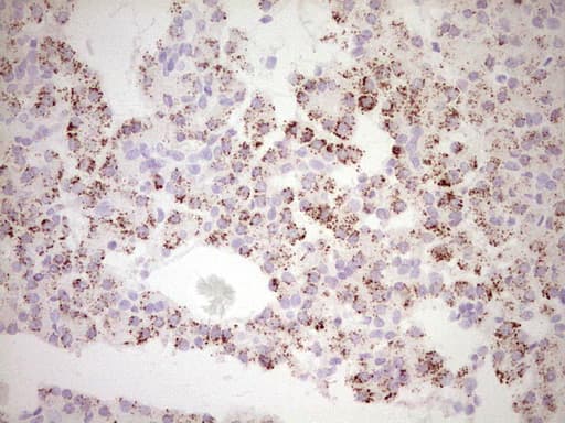 FOS / c-FOS Antibody (clone OTI7D6, Carrier-free)