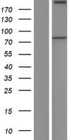 PREPL Protein (Over-Expression Lysate Myc-DDK (Flag))