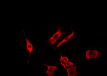 OR51A4 Antibody