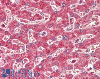 IHC-plus™ HNF1A / HNF1 Antibody (aa475-525)