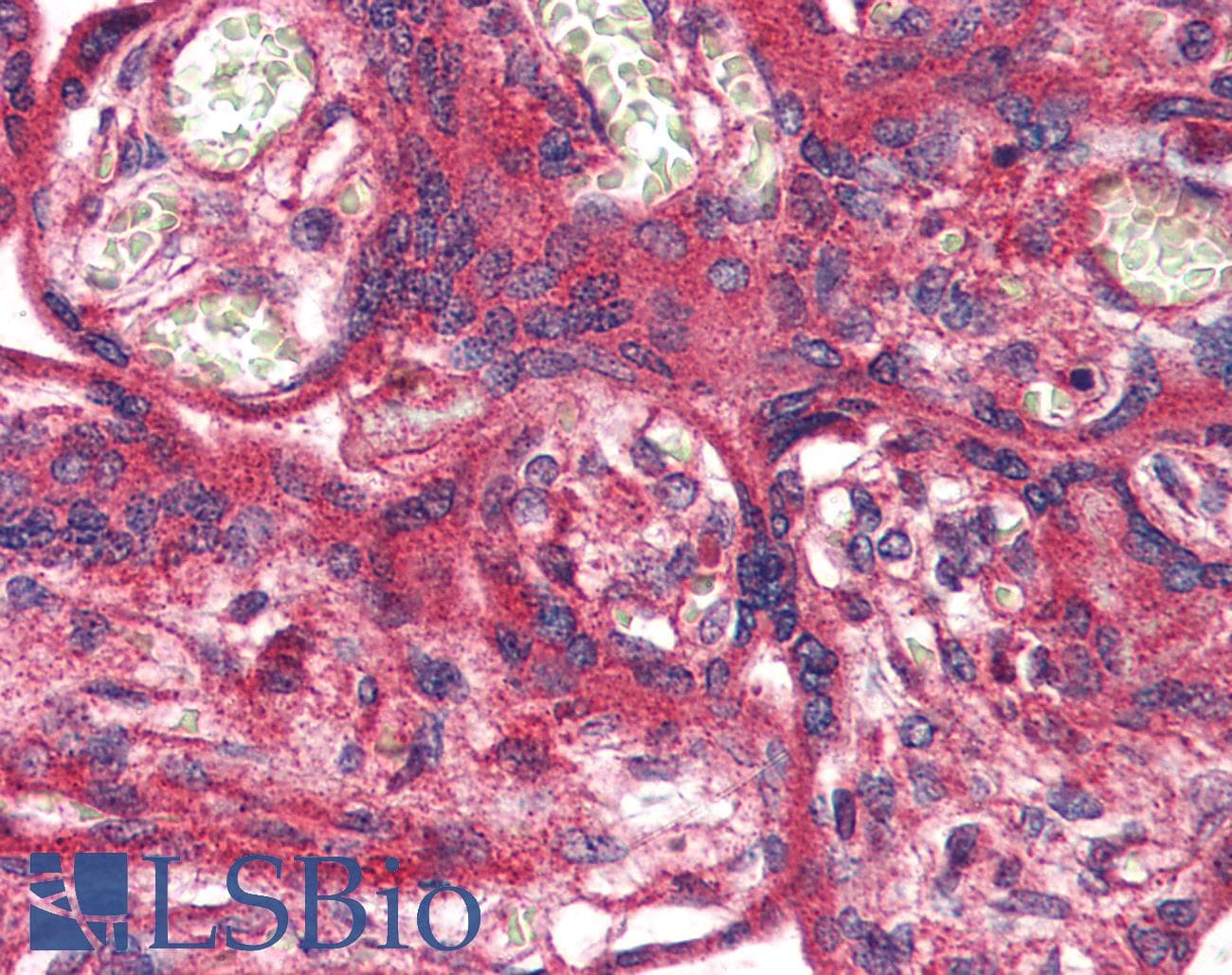 IHC-plus™ OR51E1 Antibody (Internal)