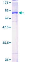 Human STAMBP / AMSH Protein (Recombinant GST)