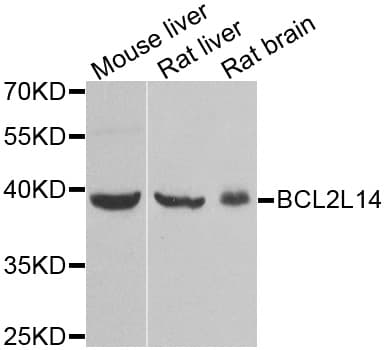 BCL2L14 / BCL-G Antibody