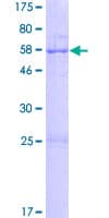 Human STX19 / Syntaxin 19 Protein (Recombinant GST)