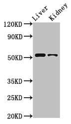 PTGER4 / EP4 Antibody