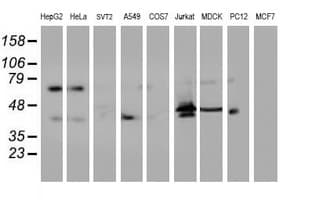 ITFG2 Antibody (clone OTI 3D8)