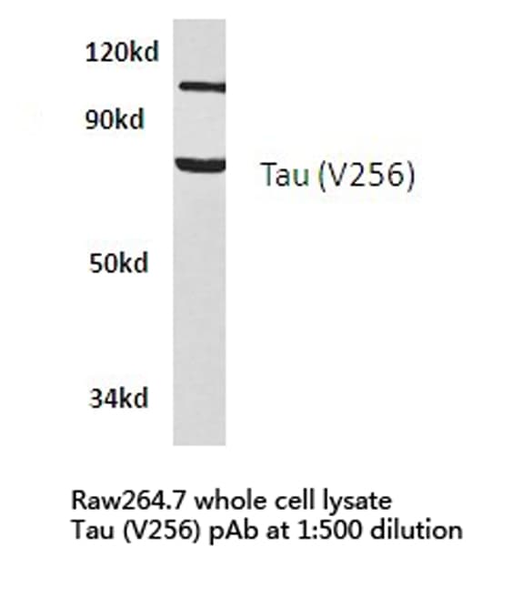 MAPT / Tau Antibody (Val256)