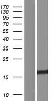RMI2 / C16orf75 Protein (Over-Expression Lysate Myc-DDK (Flag))