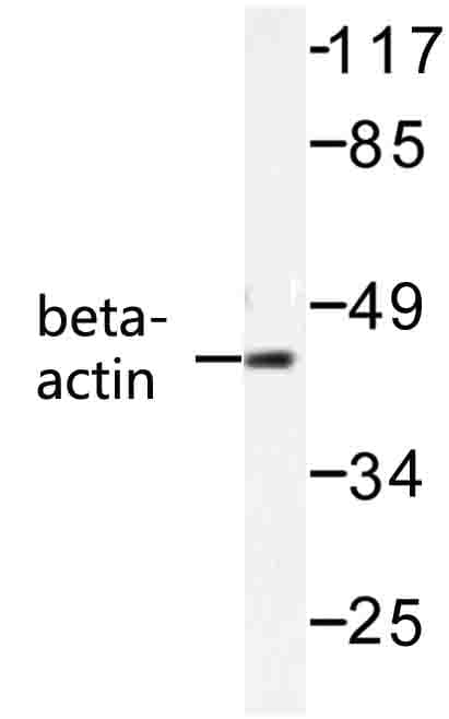 ACTB / Beta Actin Antibody