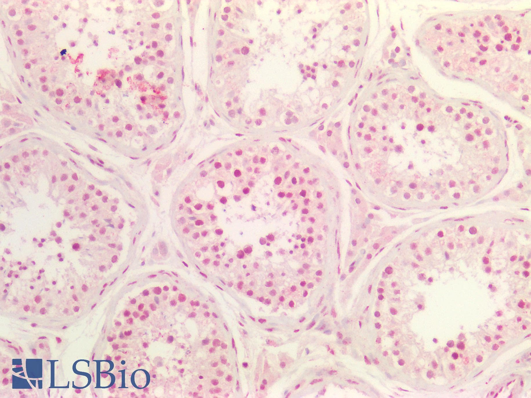 PathPlus™ Polyclonal Rabbit anti-Human MAX Antibody (aa110-160, IHC, WB)