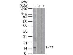 IL17A Antibody (clone 4H1524.1, Biotin)