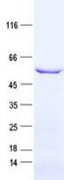 Human C14orf45 Protein (Recombinant His, N-Terminal)