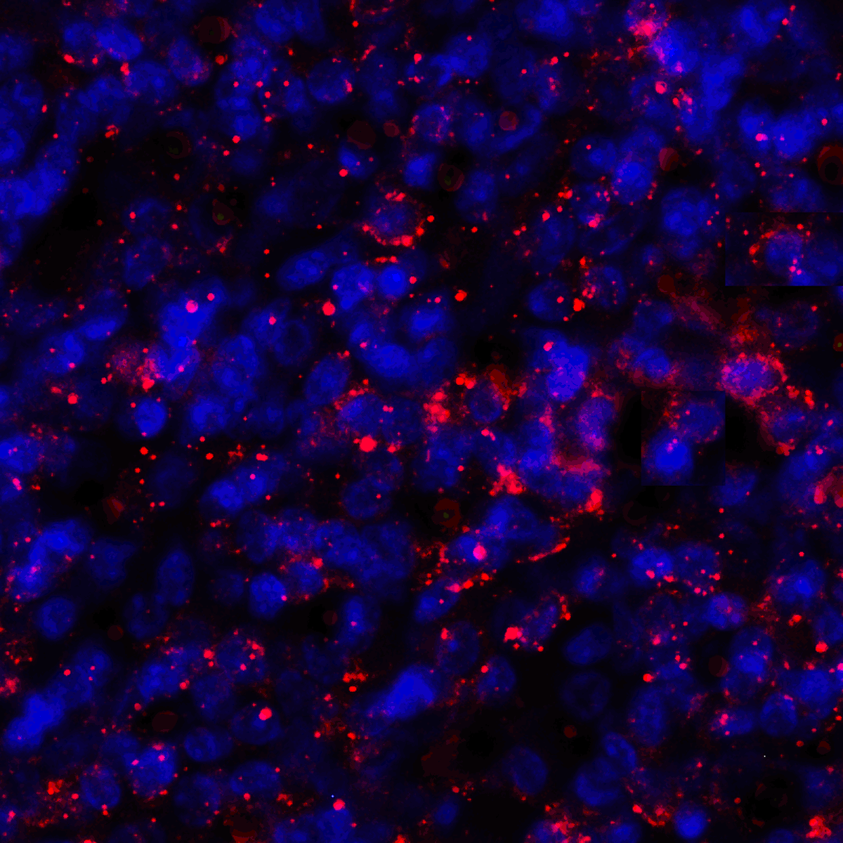 Monoclonal Mouse anti-Human CD274 / B7-H1 / PD-L1 Antibody (clone 4F2, IHC, IF, WB)