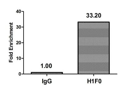 H1F0 Antibody