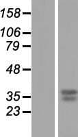 GNPDA1 Protein (Over-Expression Lysate Myc-DDK (Flag))