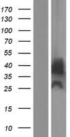 MYADML2 Protein (Over-Expression Lysate Myc-DDK (Flag))