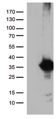 DNAJC27 Antibody (clone OTI9H3, Carrier-free)