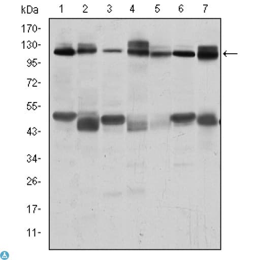 c-CBL Antibody