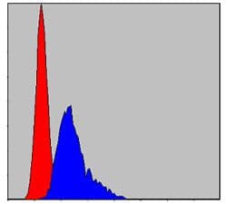 Monoclonal Mouse anti-Human CCT2 / CCT Beta Antibody (clone 5B5C4, IF, WB)