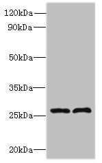 FAM71C Antibody