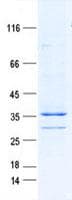 Human FAM84A Protein (Recombinant DDK,C-terminus)