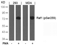 Polyclonal Rabbit anti-Human RAF1 / RAF Antibody (WB)