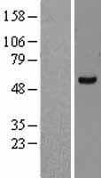 FASTK / FAST Protein (Over-Expression Lysate Myc-DDK (Flag))