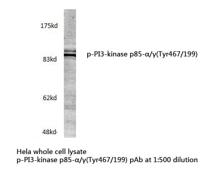 PI3-Kinase p85 Alpha+Beta Antibody (Tyr467/199)