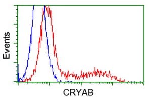 CRYAB / Alpha B Crystallin Antibody (clone OTI6G5)