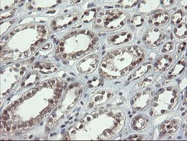 P3H1 / LEPRE1 Antibody (clone OTI1H3)