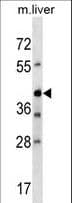 AVPR1B Antibody (aa216-242)