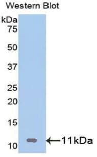 IGF2 Antibody (aa25-91)