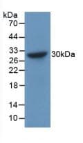 CHGB / Chromogranin B Antibody (aa496-669, APC)
