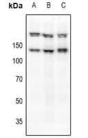 c-Met Antibody