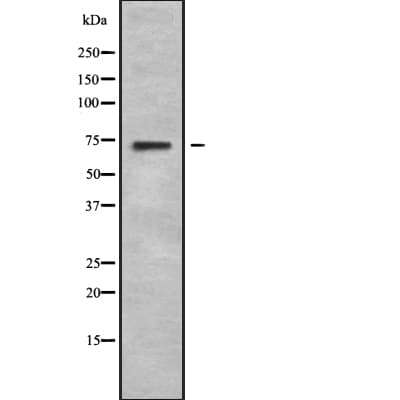 CEP72 Antibody