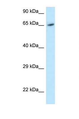 MOX / MOXD1 Antibody (aa434-483)