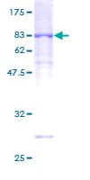 Human UNC5CL Protein (Recombinant GST)