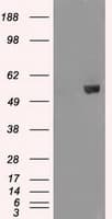 AKT2 Antibody (clone OTI8D9)