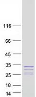 Human SCG5 / 7B2 Protein (Recombinant Myc-DDK (Flag))