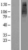 UNC93B / UNC93B1 Protein (Over-Expression Lysate Myc-DDK (Flag))