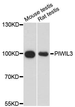 Polyclonal Rabbit anti-Human PIWIL3 Antibody (WB)