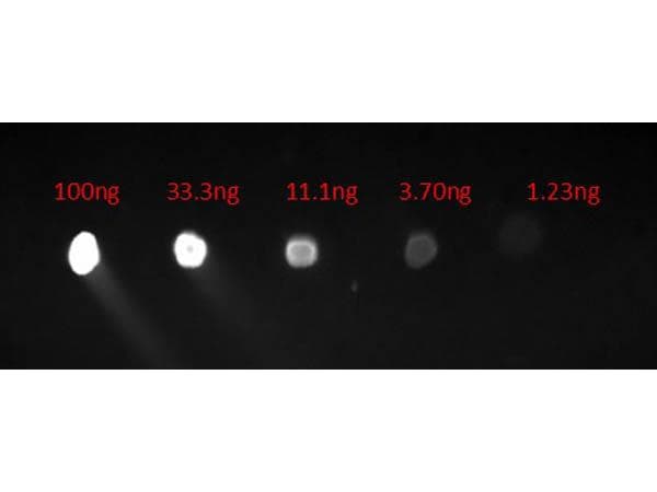 Chicken Anti-Human IgG Secondary Antibody (FITC)